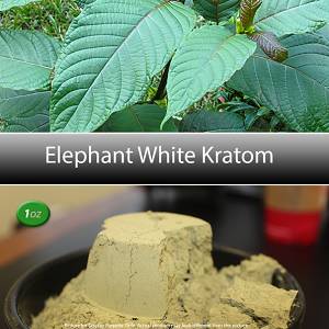 Elephant White Vein Kratom – Authentic Kratom